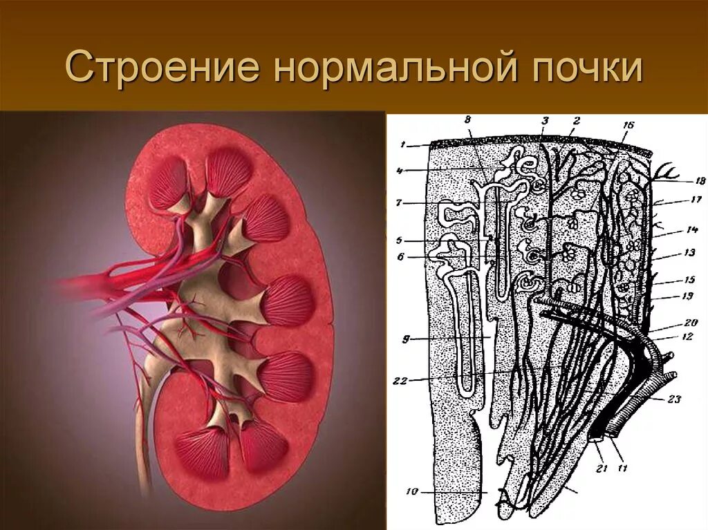 Строение почки топографическая анатомия. Почечные ворота анатомия. Нормальная анатомия почки. Нормальное строение почки.