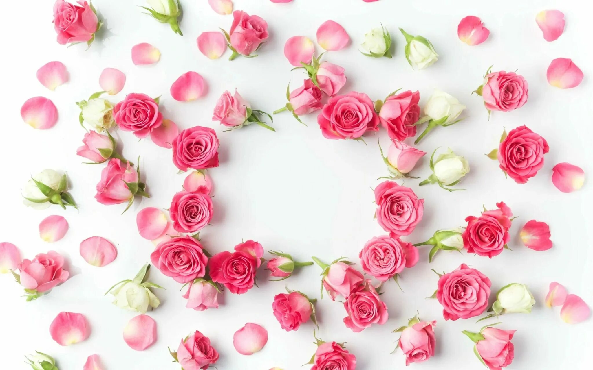 Rose background