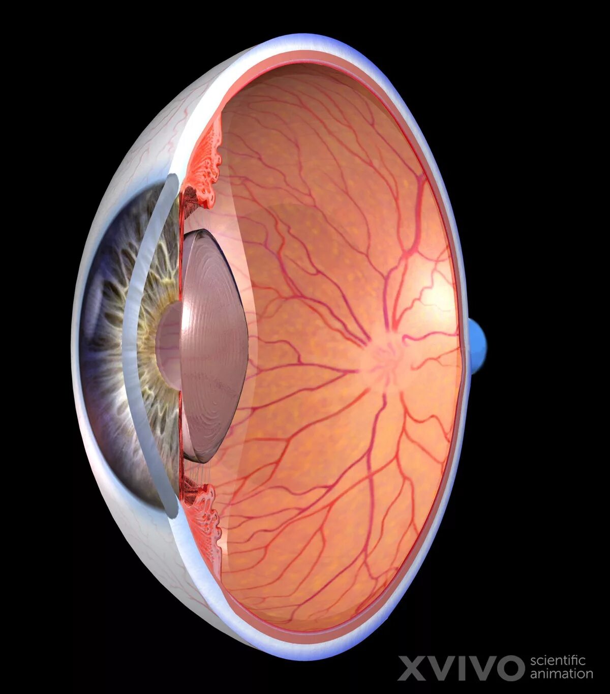 Mesmerizing Macro Photography Reveals the Intricate Beauty of the Human Eye