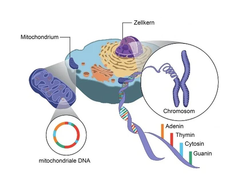 Митохондриальная ДНК строение и функции. Строение митохондриальной ДНК человека. Структура ядерной и митохондриальной ДНК. Структура митохондриальной ДНК. Митохондрия рнк