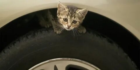 Кошка под машиной