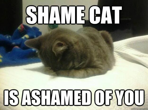Don t shame me. Shame мем. стыд кот мем. стыд мем 3д. shame on you кот т девушка.