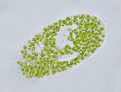 Отношения между водорослью зоохлореллой и амебой