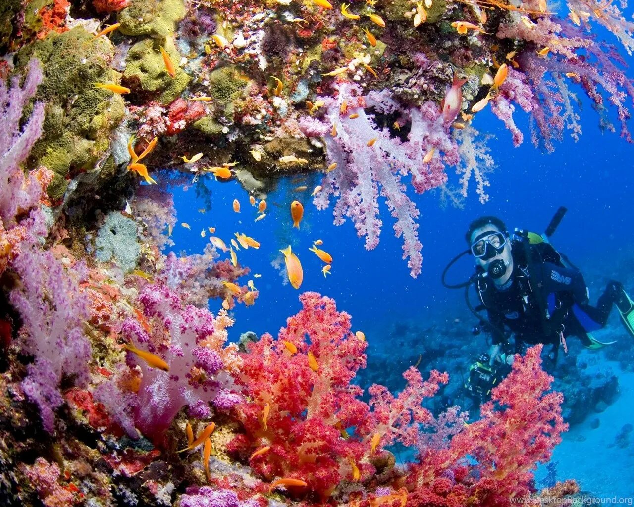 Underwater coral. Туббатаха риф дайвинг. Риф Туббатаха Филиппины. Эйлат коралловый риф.