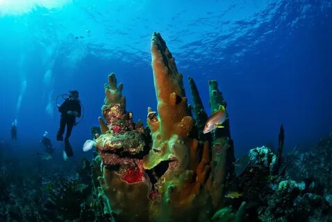 Самое крупное море мирового океана