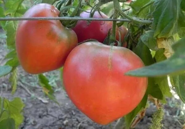 Томат любимый праздник. Сорт томата любимый праздник. Сорт помидор любимый праздник. Сорт томата любимый праздник. Томат любимый праздник сиб сад.