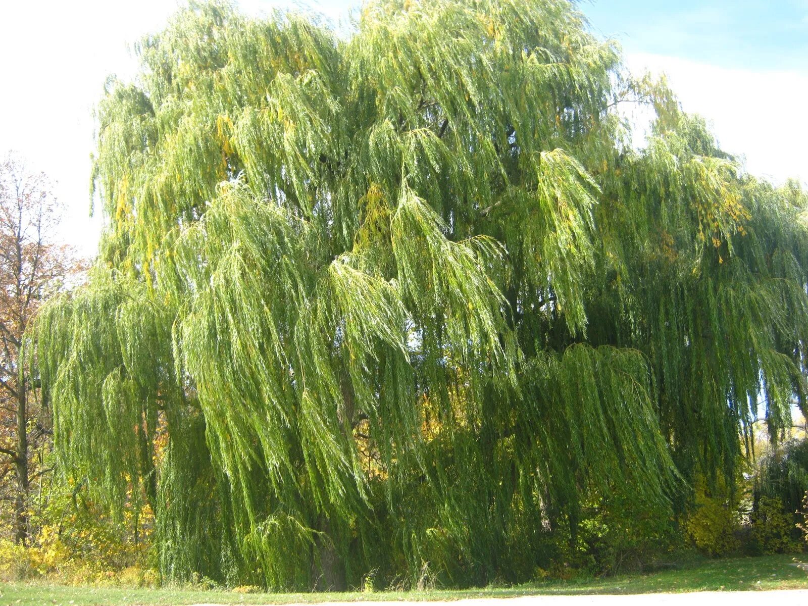 Ива обыкновенная жизненная форма. Ива белая tristis. Ива белая (Salix Alba). Ива плакучая Тристис. Ива остролистная плакучая.