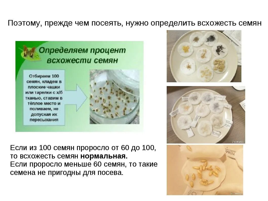 Как проверить всхожесть семян перца в воде. Определение всхожести семян. Оценка всхожести семян. Проверка семян на всхожесть. Проверяем семена на всхожесть.