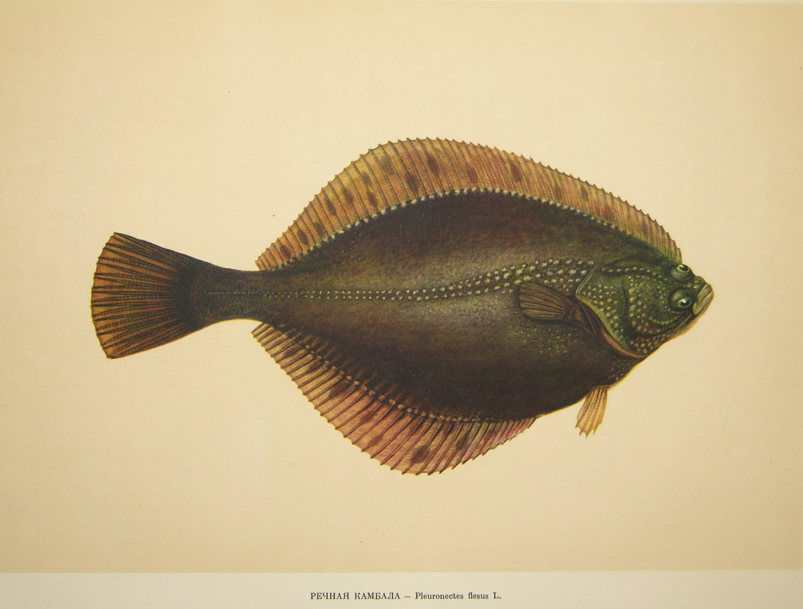 рыба 1 буква т. рыба 1 буква т. стих про букву н. рыба 1 буква т. рыба 1 буква т.