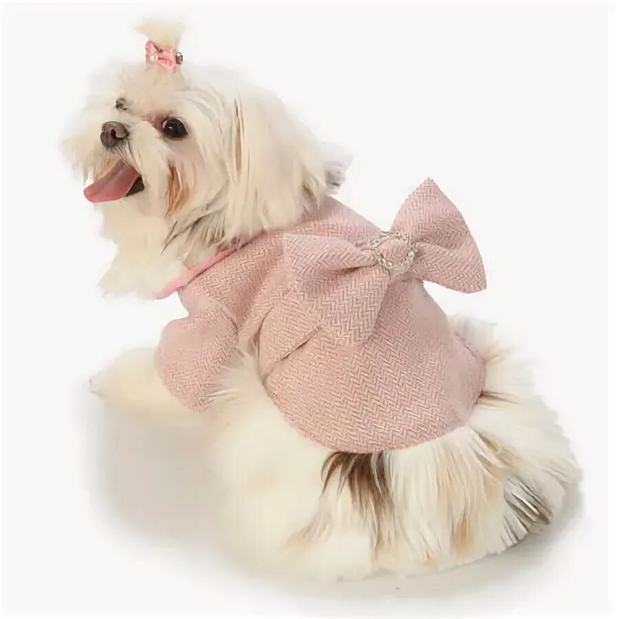 Puppy angel комбинезон санта par 021. Puppy angel одежда. Puppy angel одежда для собак. Puppy angel зимний комбинезон. Puppy angel одежда.