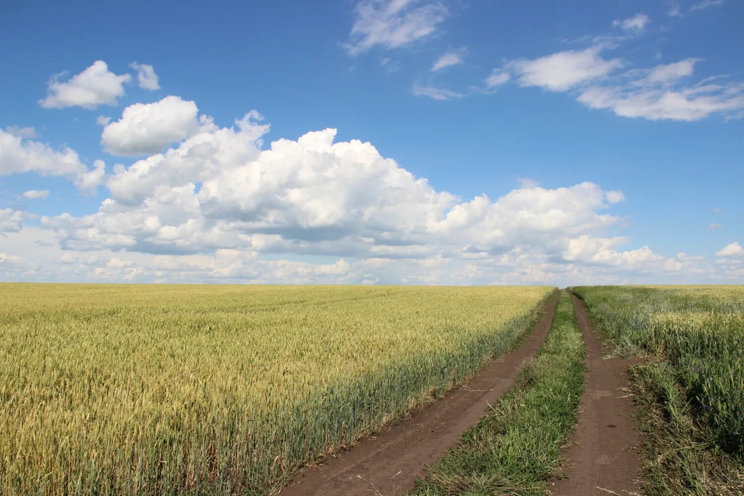 Вид украинских полей. Бескрайние поля пшеницы. Поля украины в воронках. Поля украины. Поле рожь.
