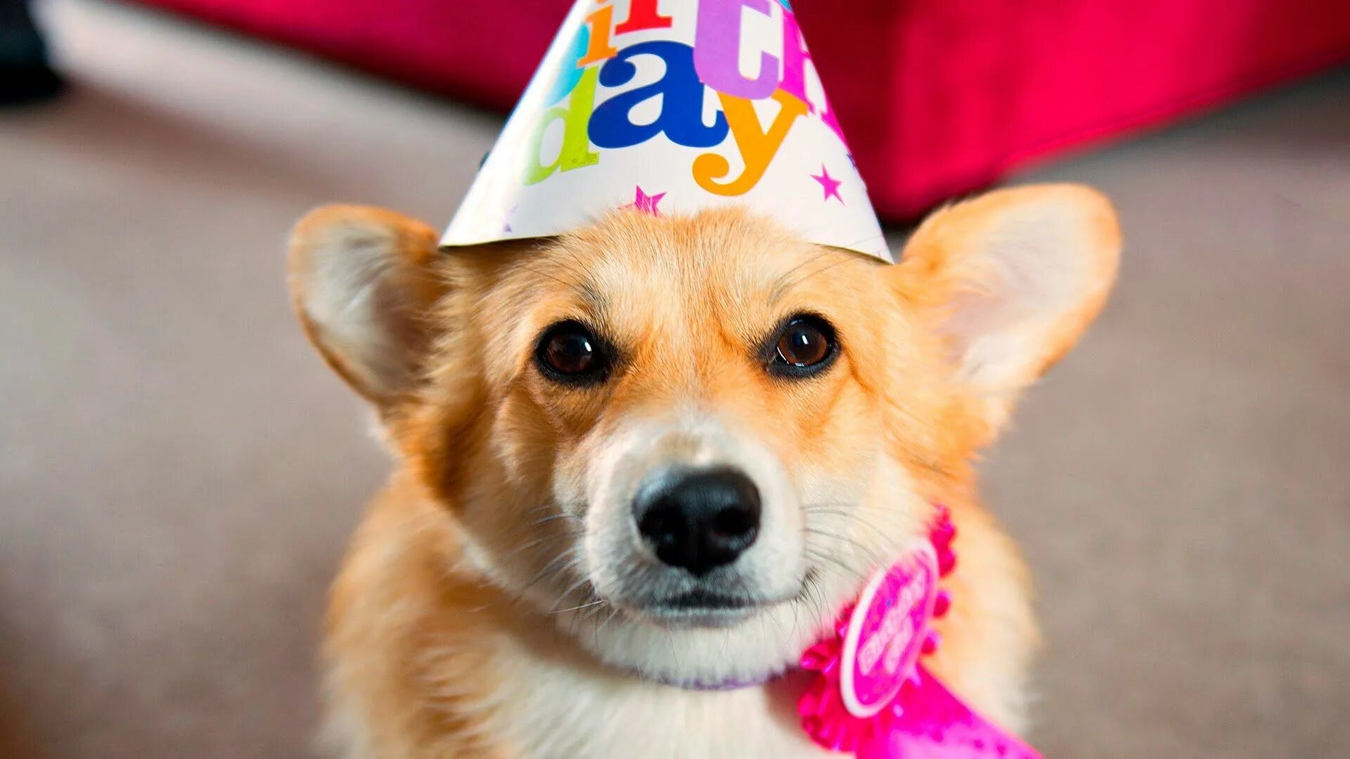 Собака выходного дня. Собака с праздником. Доброе субботнее утро животные. Собака выходного дня. Собака в праздничном колпаке.