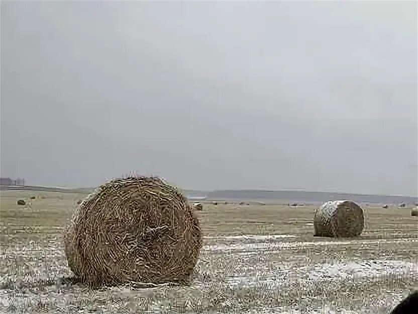 Сено спб. Сено в петербурге. Сено питер. Сено в петербурге. Сено в рулонах.