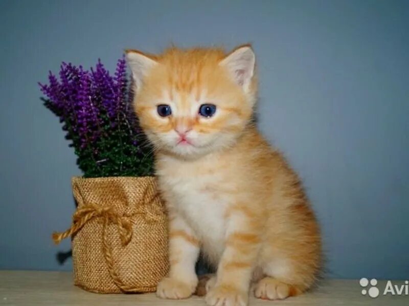 коты рыжие купить в сыктывкаре. авито сыктывкар животные кошки. купить котенка рыжий с тигровым окрасом в ульяновске новый город. сибирские котята. сыктывкарский котята даром.