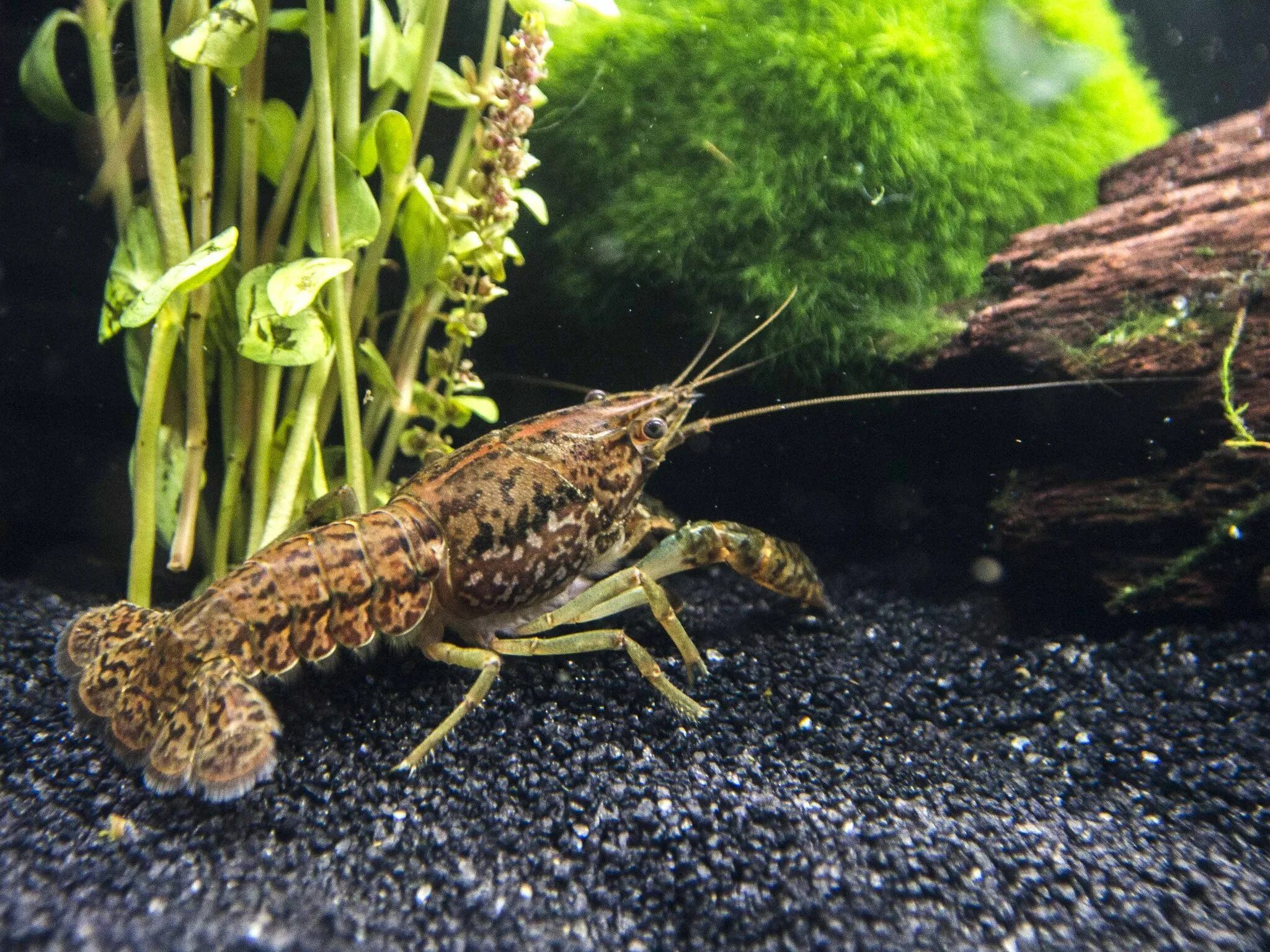 Обидела рака. Procambarus fallax. Procambarus virginalis. Рачки в аквариуме. Аквариумные ракообразные мраморные.