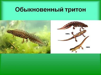 Тритон обыкновенный прямое или непрямое развитие