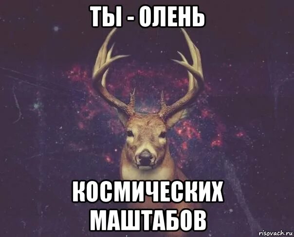 ты олень иди ты. Artevaluce банка олень черный. сам олень. ты олень. я олень.