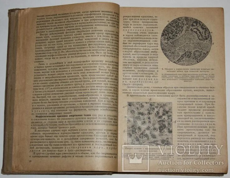 Патологическая анатомия учебник. Фабрично-торговое товарищество а. Атлас патологической анатомии зайратьянц. Родильный дом абрикосовой в москве. Учебник абрикосова.