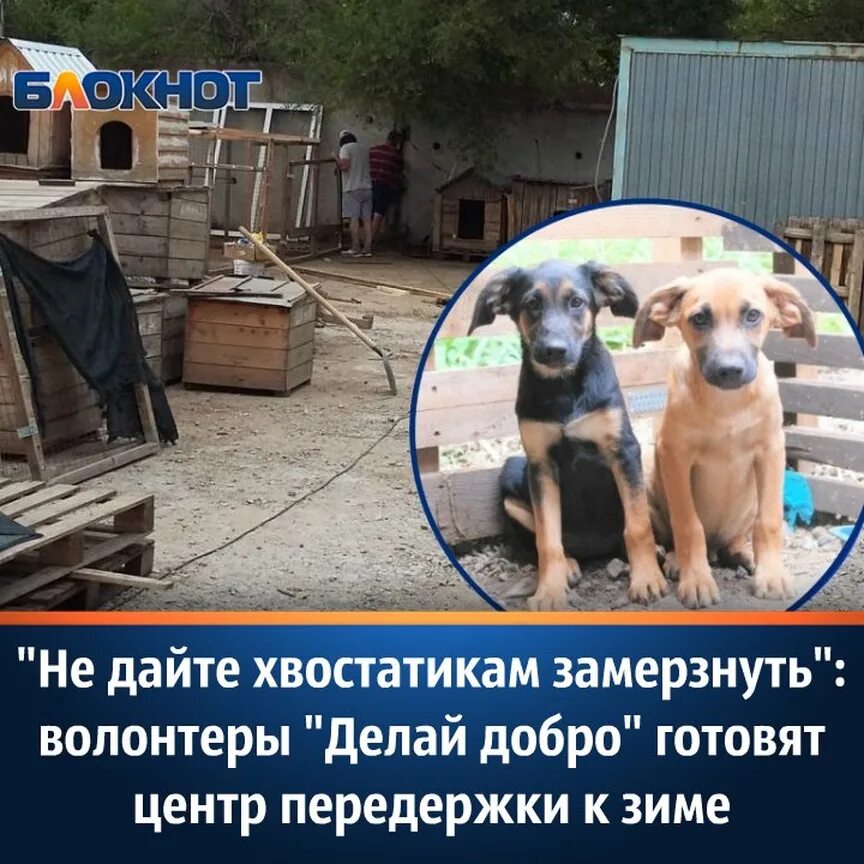 группа делай добро волгодонск. группа делай добро волгодонск. группа делай добро волгодонск. волонтеры в волгодонске телефон для помощи животным. группа делай добро волгодонск.