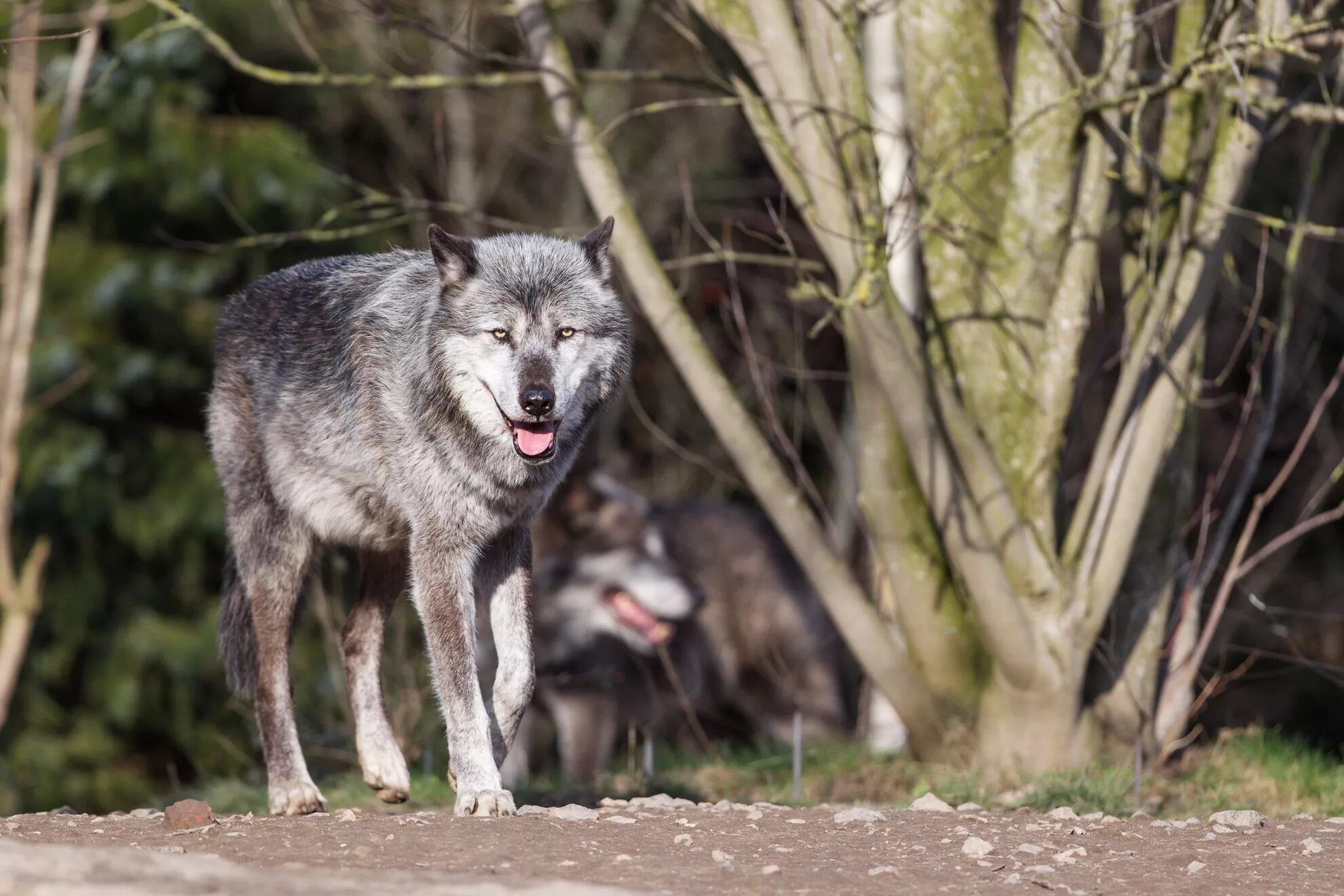 Дикая жизнь волков. Волко-собачьи гибриды. Canis Lupus Lycaon. Тимбер волк. Canis Lupus Lupus Wolfdog.