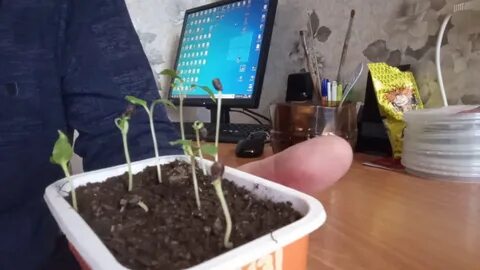 Как вырастить виноград из косточки
