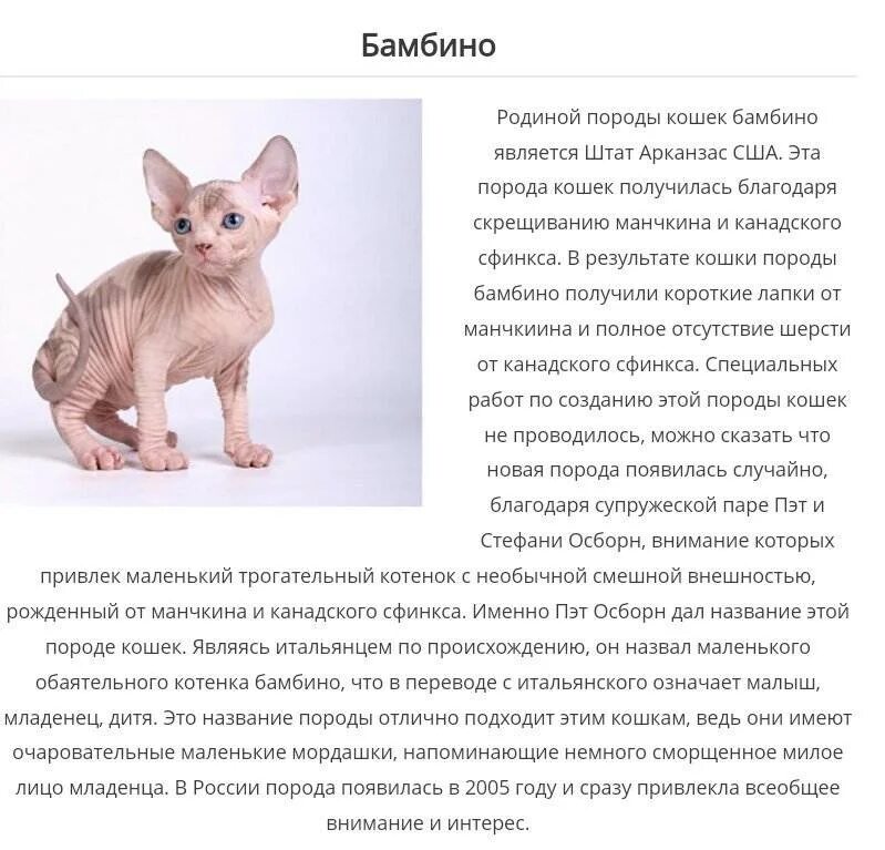Содержание кота