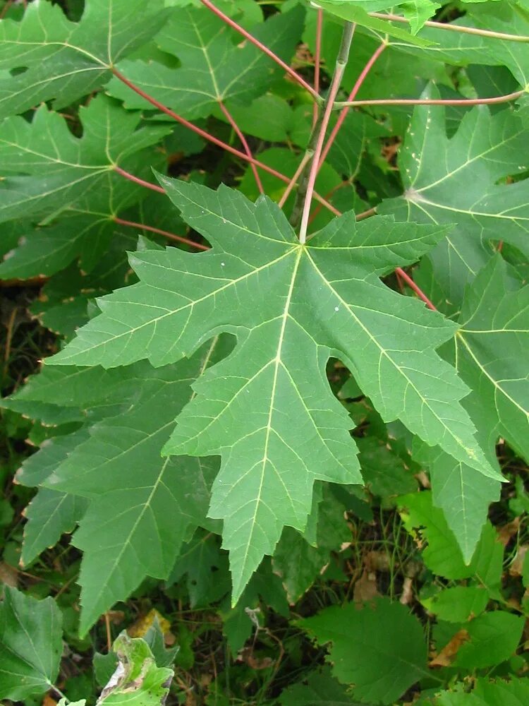 Клен серебристый Acer saccharinum лист. Американский клен остролистный остролистный. Клен вязолистный. Клен трехпалый. Клен русский дерево