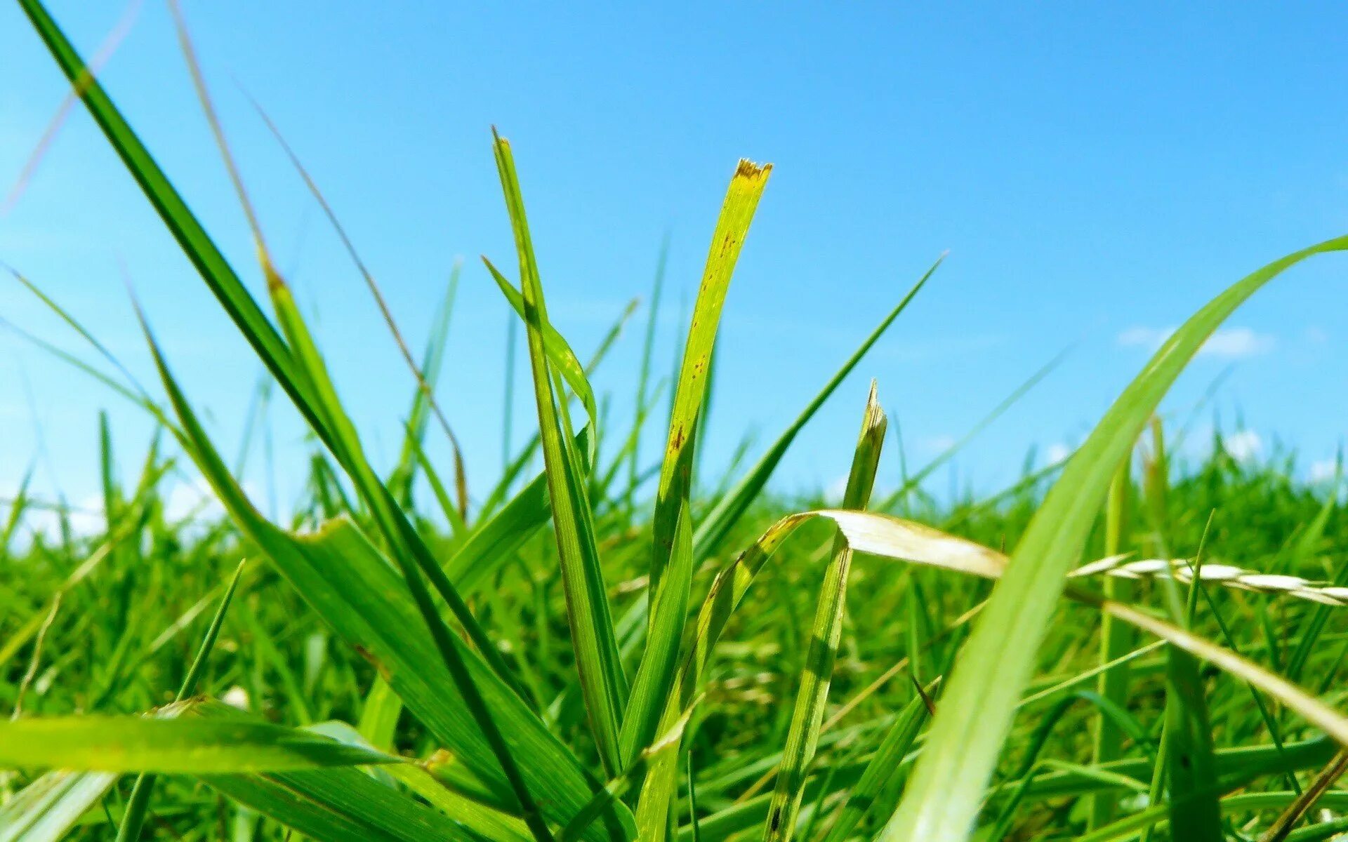 Трава. Природа трава. Летние травы. Зеленая травка.