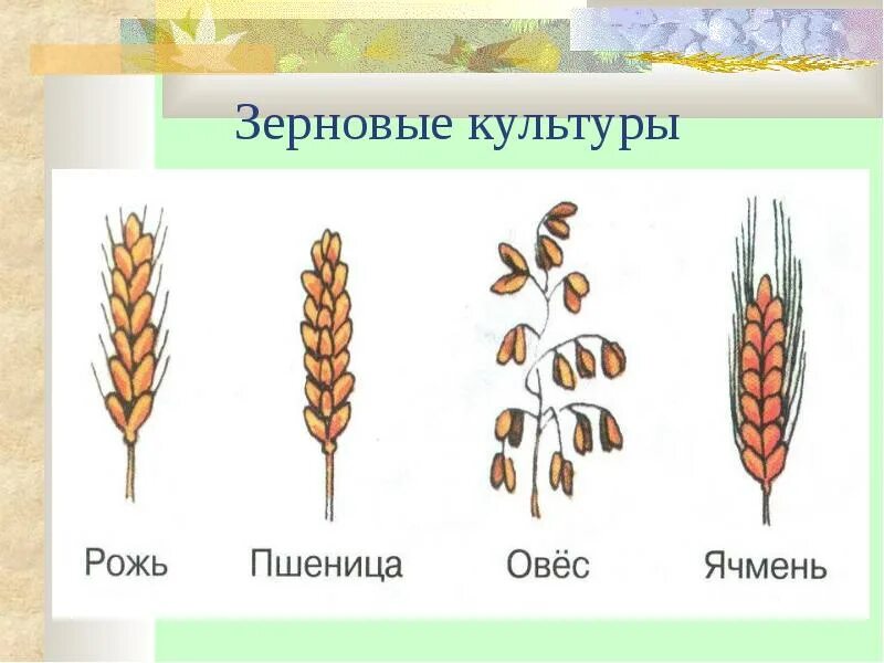 Пшеница группа организмов. Пшеница, рожь, ячмень, овес, кукуруза. Злаковые рожь овес пшеница. Колос рожь пшеница ячмень. Злаковые культуры для дошкольников.
