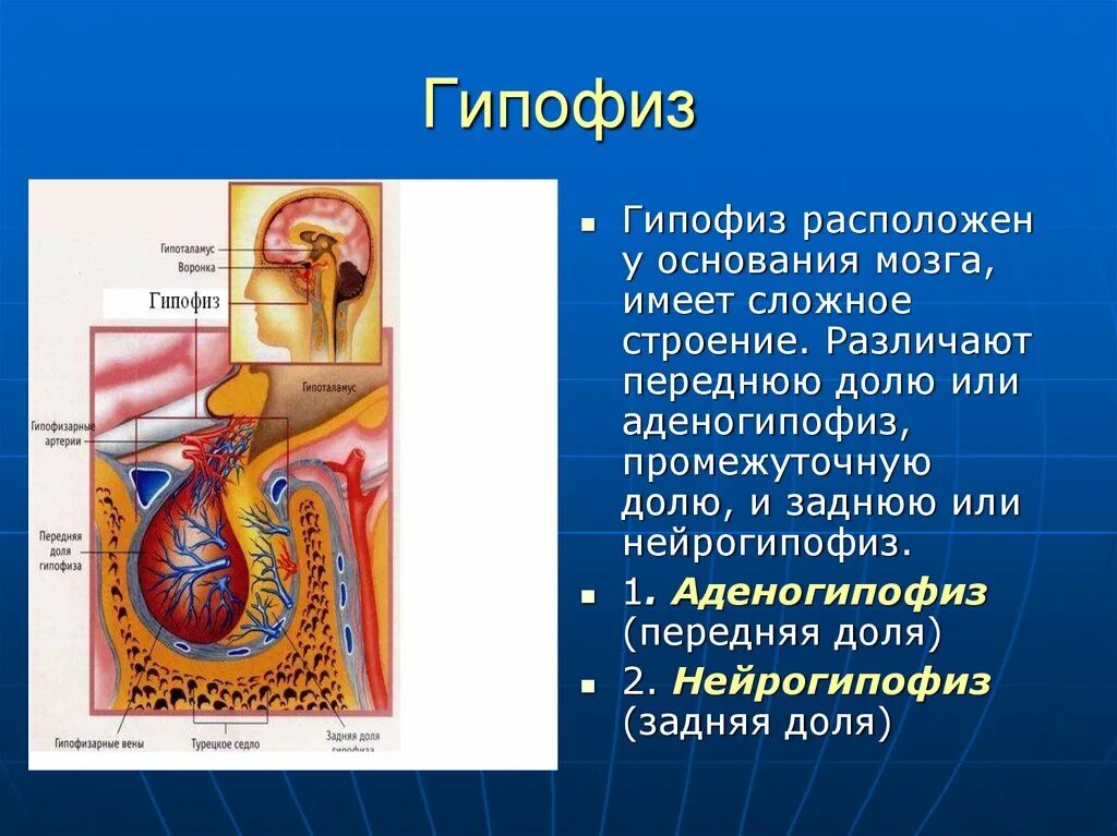 Гипофиз строение. Гипофиз анатомия кратко.