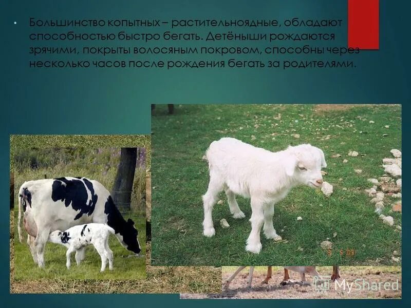 Жизнь животных весной. Какие детеныши рождаются зрячими. Рождаются детеныши зрячими. Какие детеныши рождаются зрячими. Парнокопытные презентация.