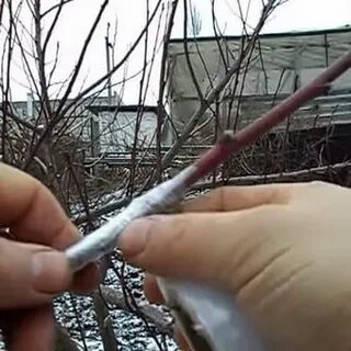 Можно ли привить абрикос