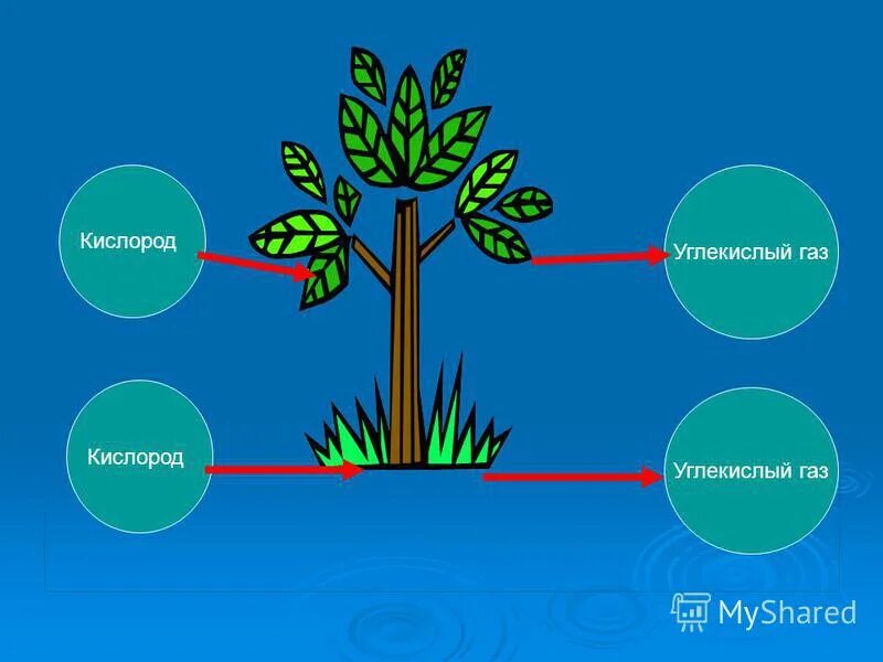 Зеленые растения днем поглощают кислород. Кислород и углекислый ГАЗ. Дыхание растений. Углекислый ГАЗ для питания растений. Выделение кислорода растениями.