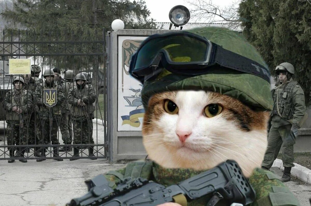 Army cat