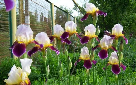 7 iris