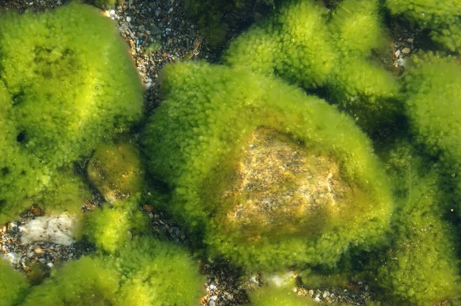 Бурые диатомовые водоросли. Синезеленые водоросли Байкала. Диатомовые водоросли Байкала. Перифитонные водоросли. Улотрикс водоросль.