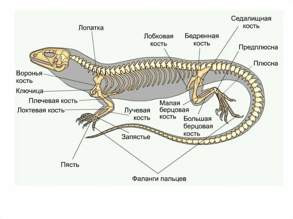 Отделы позвоночника пресмыкающихся. Строение скелета прыткой ящерицы. Скелет пресмыкающихся коракоид. Прыткая ящерица строение конечностей.