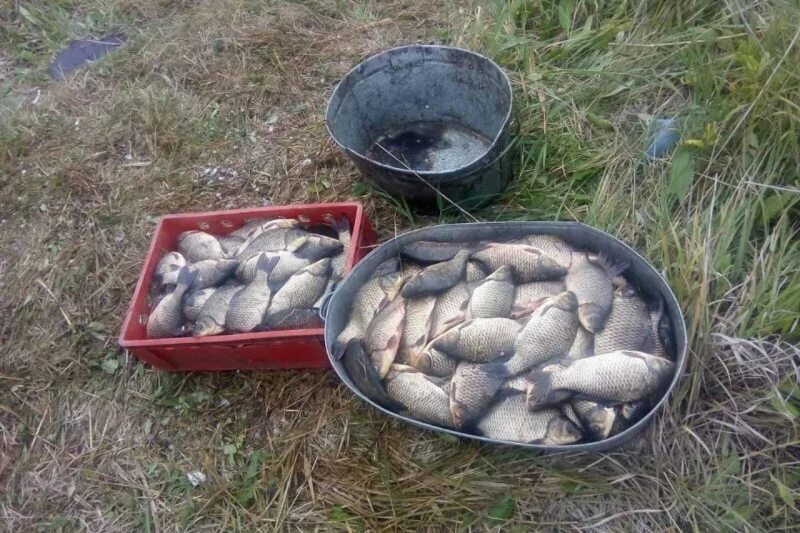 Рыбалка в курганской области. Рыбы Курганской области. Рыбалка в Курганской обл на карася. Рыбалка Куртамышский район. Рыбалка сетями в Курганской области.