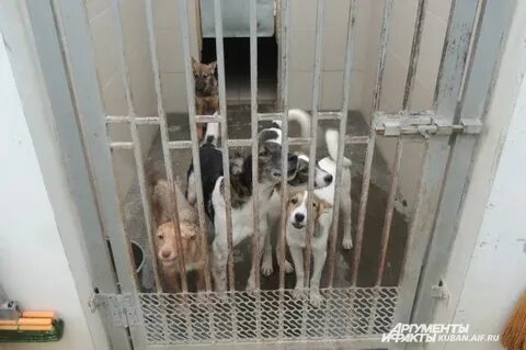 Приют для животных красноярск