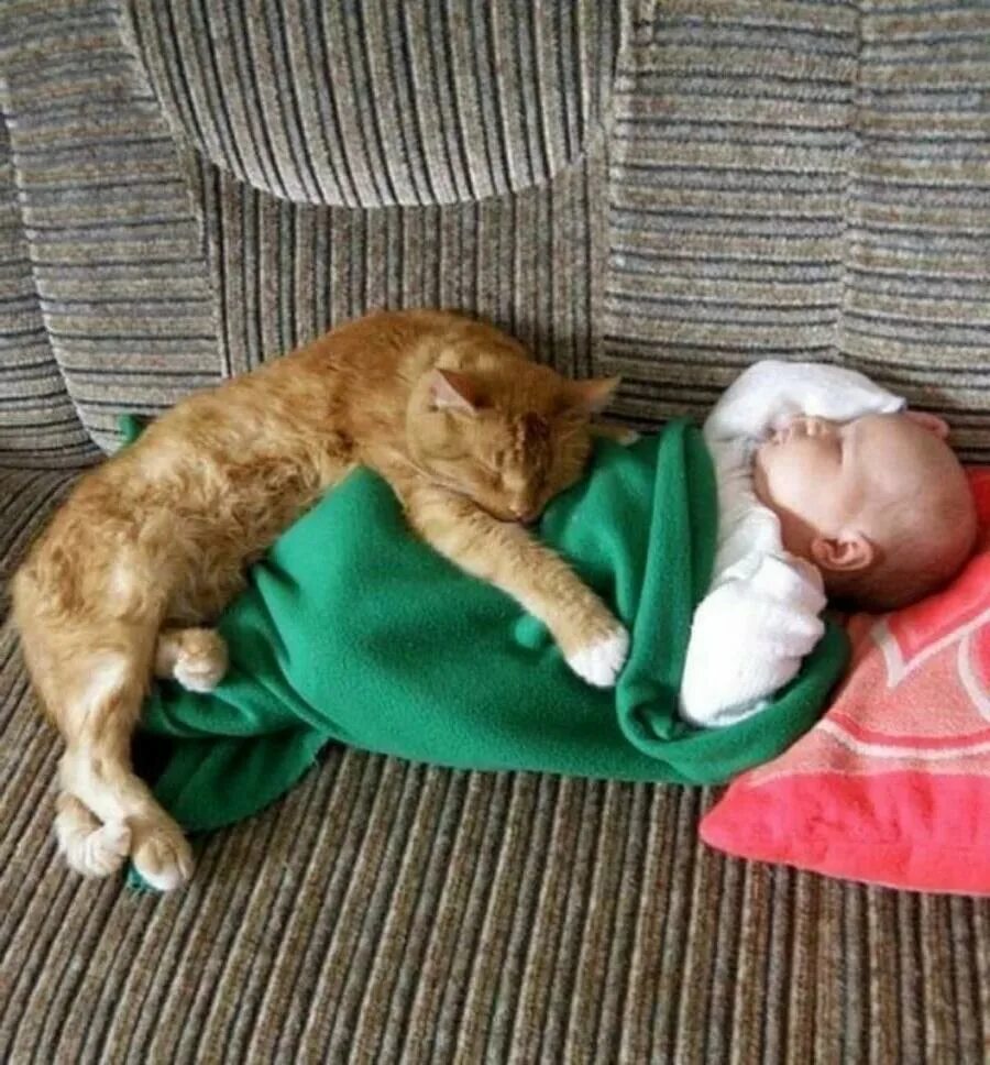Младенец в желтом кошка как пройти. Коты и дети. кошка для детей. кот малыш. кот нянька.