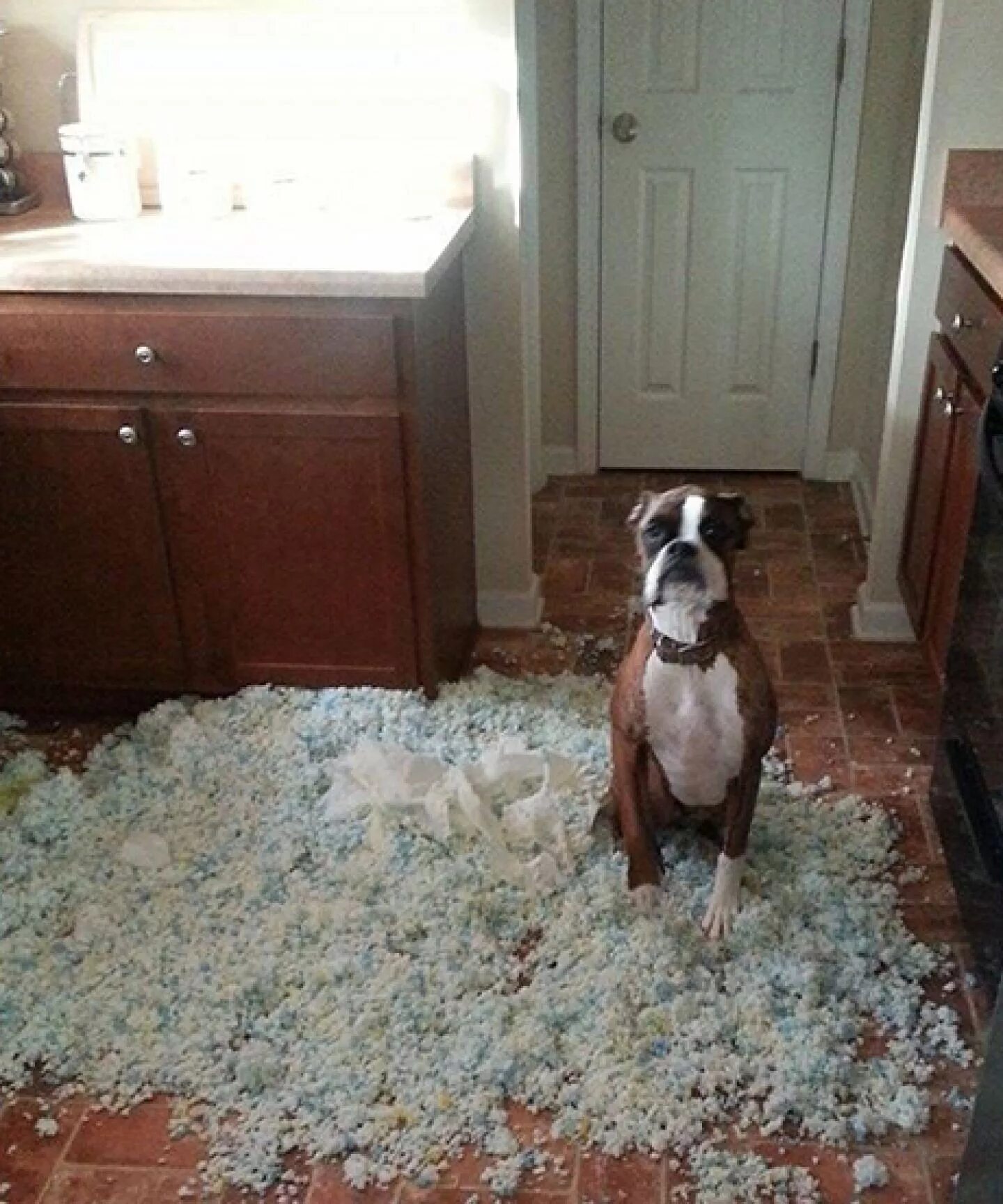 Собаки для квартиры. Собаки для квартиры. Собаки для квартиры. Как оставить щенка одного дома. Собака хулиганит.