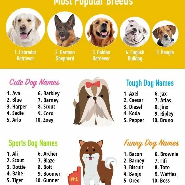 Имена для собак. Самые крутые имена для собак. Имена для собак девочек. Самые лучшие имена для собак. Клички для кабеля