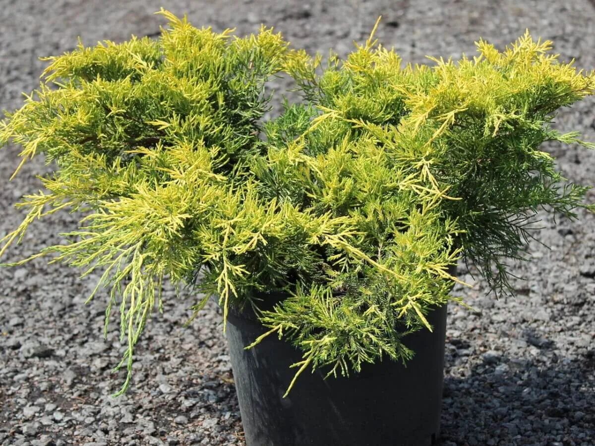 Juniperus media