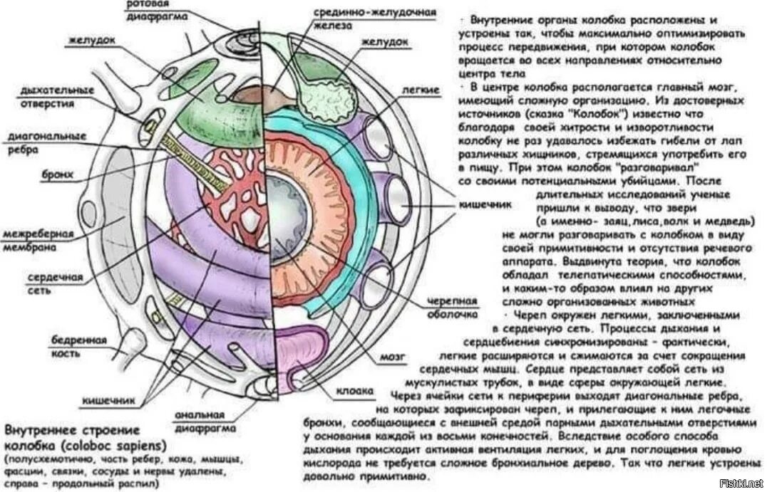 Внутреннее строение предмета. Внутреннее строение колобка. строение тела колобка. колобок в разрезе. анатомия колобка.
