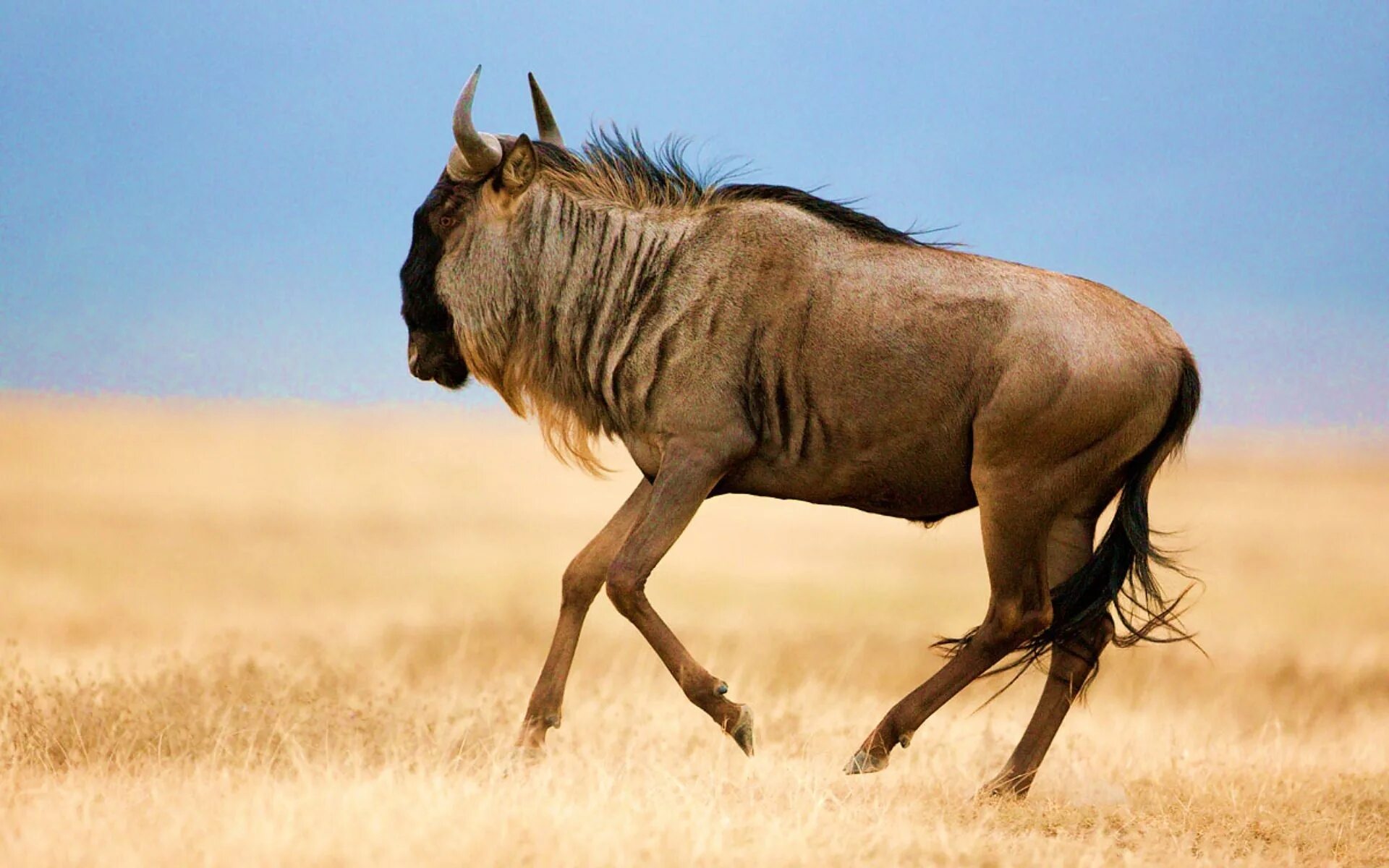 Антилопа гну. Животные Африки антилопа гну. Антилопа гну в саванне. Wildebeest антилопа гну. Большой гну