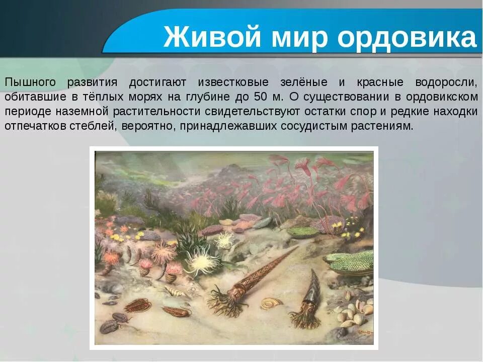 Кембрийский ордовикский силурийский. Ордовикский период растения. Ордовикско-силурийское вымирание. Палеозойская эра ордовик. Ордовикский период таблица.
