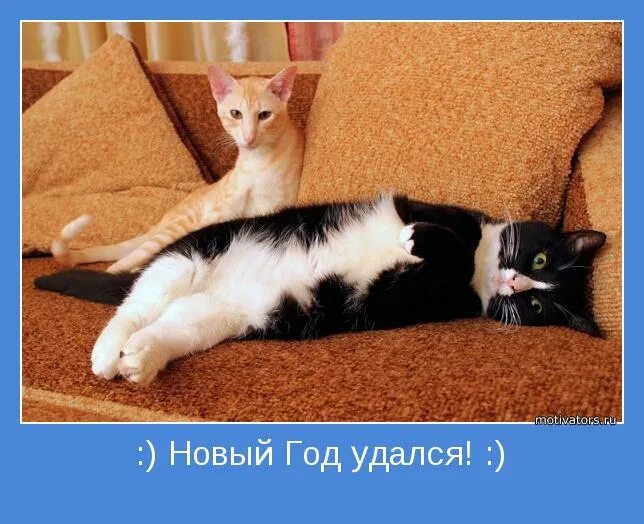 Ну вот и праздники с приколом. А год то удался. Новый год не удался картинки. Новый год удался. А год то удался.