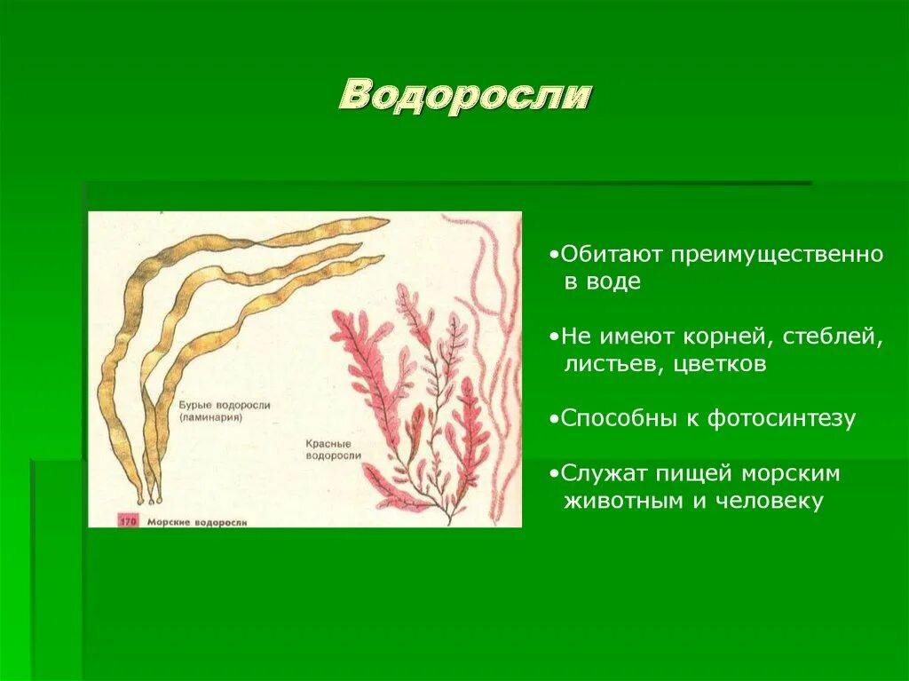 Стебель водорослей. Корни водорослей. Водоросли корень стебель листья. Водоросли имеют корни.