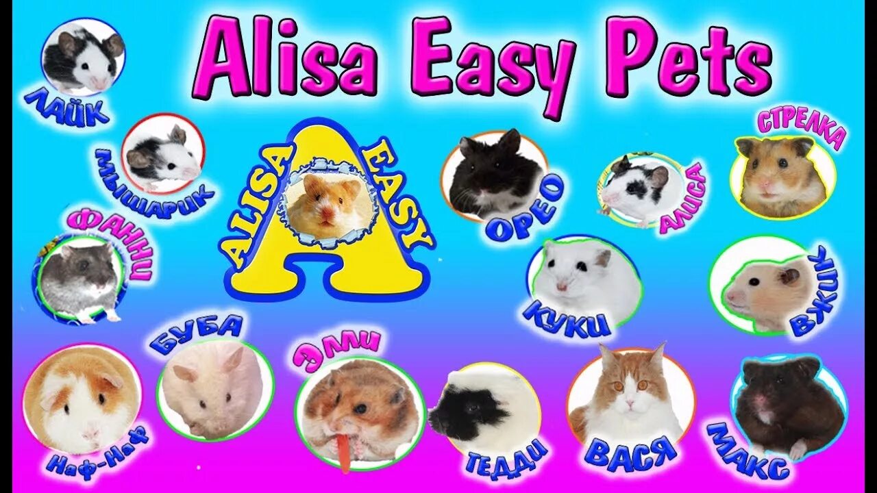 Easy pets. Алиса ИЗИ петс хомяки. Канал Алиса ИЗИ петс. Алиса ИЗИ петс морские свинки. Алиса хомяк.