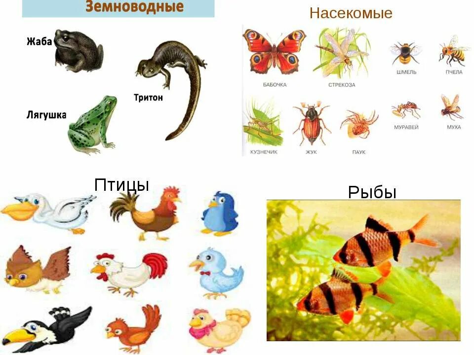 Домашние животные и их названия. Плакат. Животное с двойным названием. Домашние животные. Название диких животных.